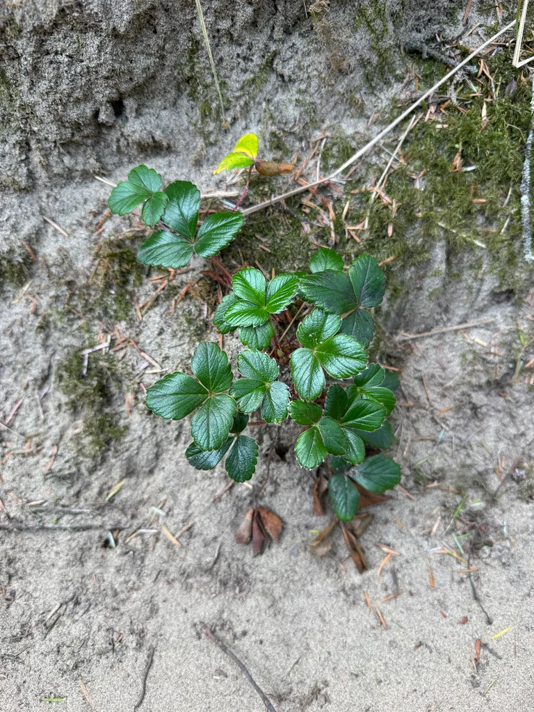 Fragaria chiloensis