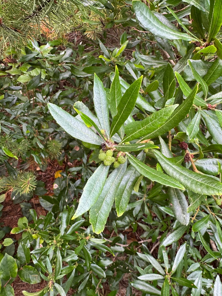 Myrica Californica