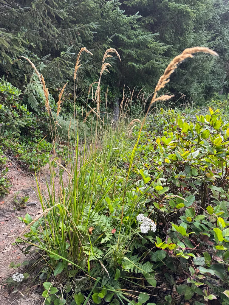 Calamagrostis Nutkaensis