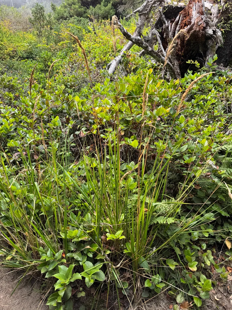 Calamagrostis Nutkaensis