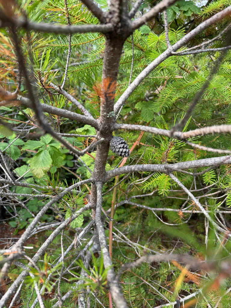 Pinus Contorta Var. Contorta