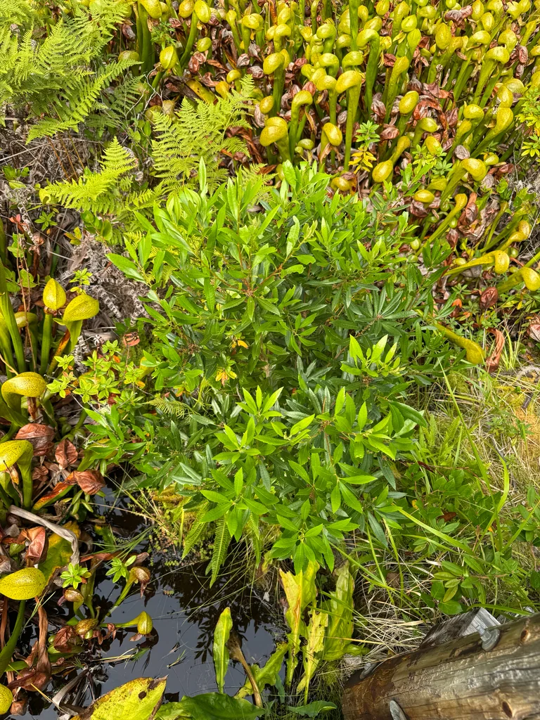 Myrica Californica