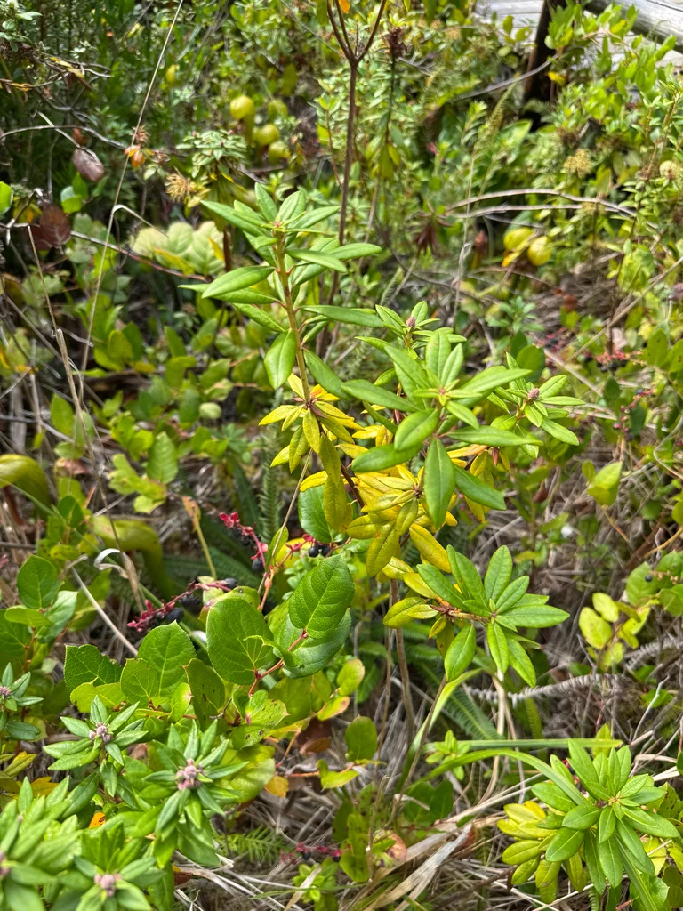 Rhododendron Columbianum
