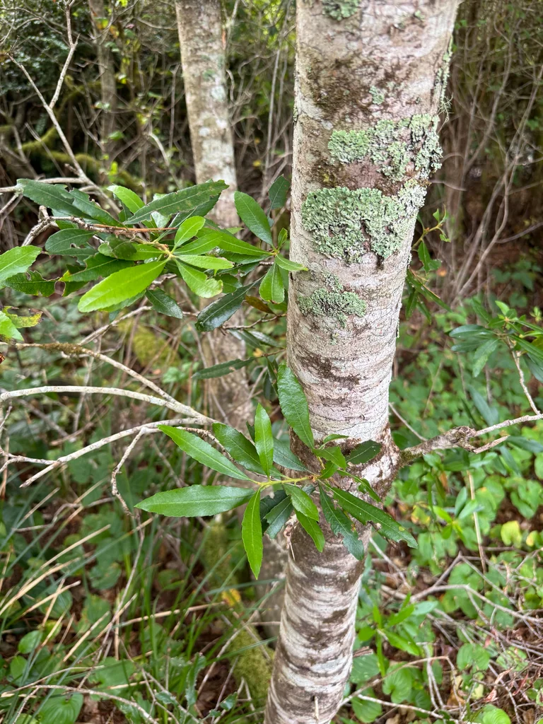 Myrica Californica