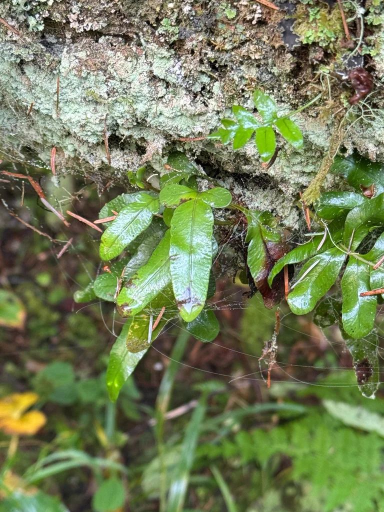 Polypodium Scouleri