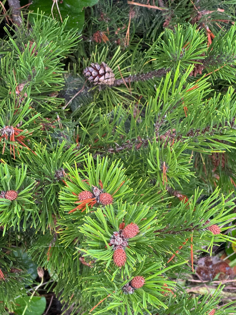 Pinus Contorta Var. Contorta