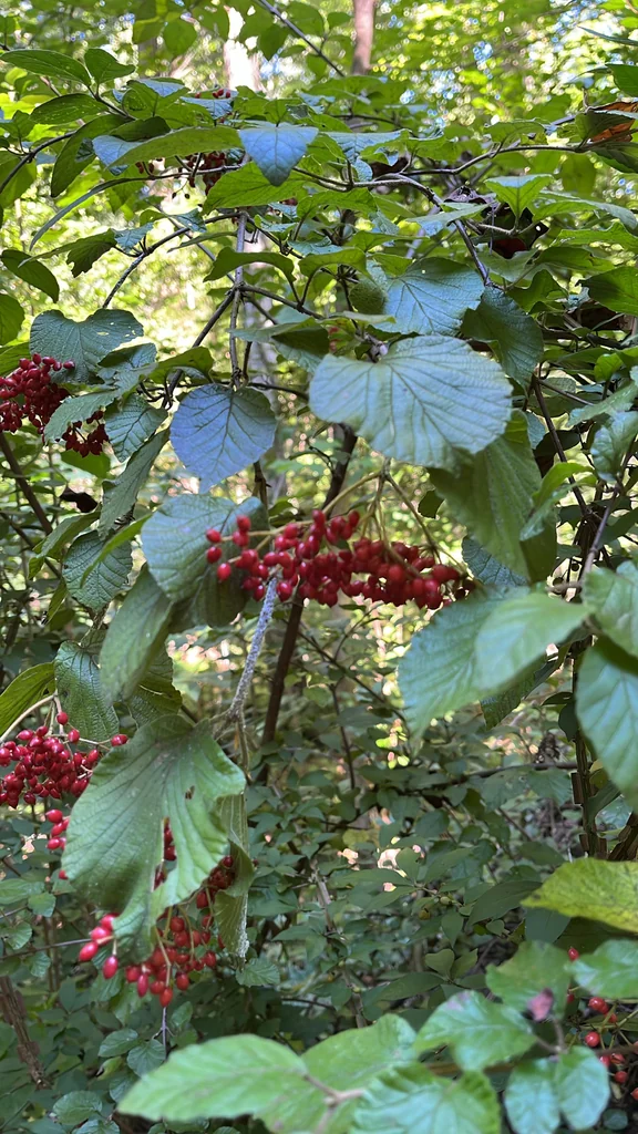 Viburnum dilatatum