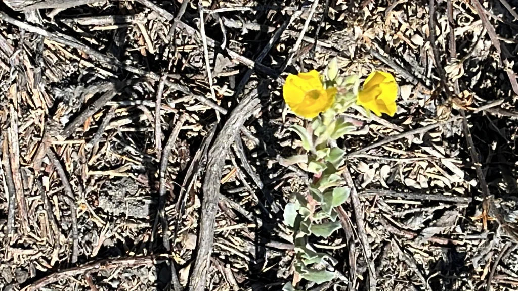 Camissonia Cheiranthifolia
