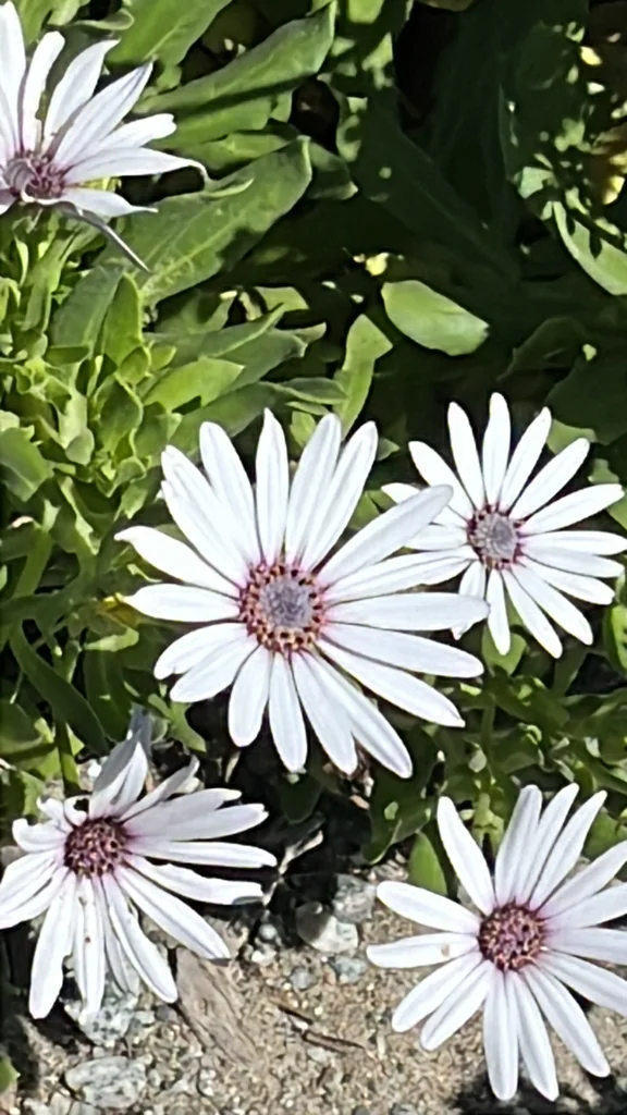 Osteospermum Fruticosum