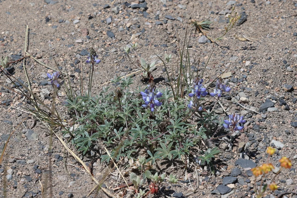 Lupinus Lepidus