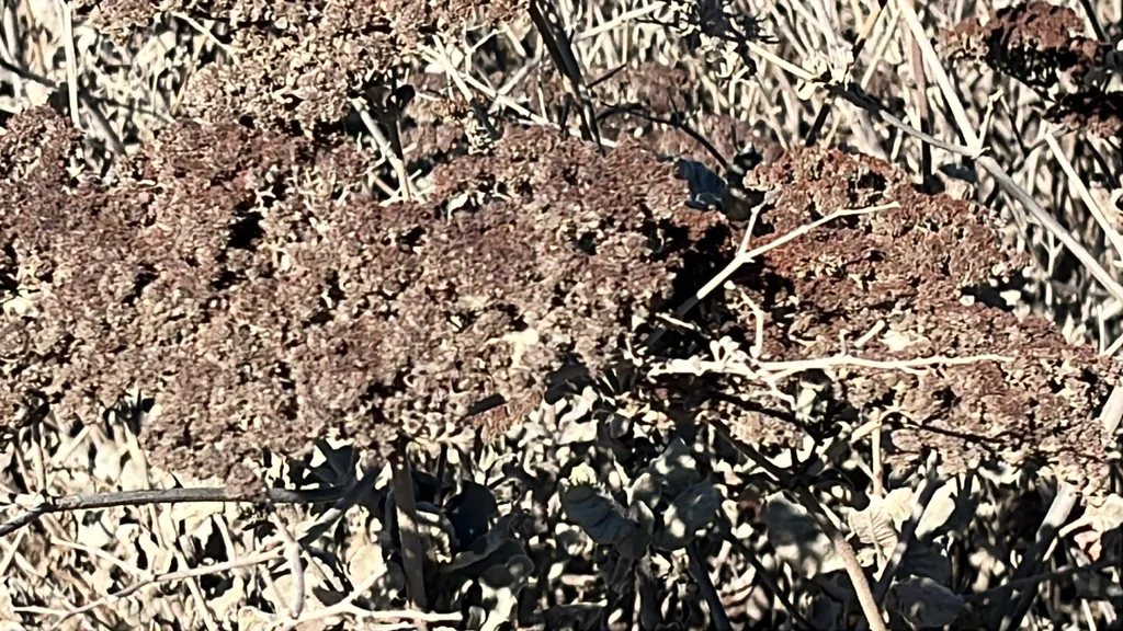 Eriogonum Giganteum