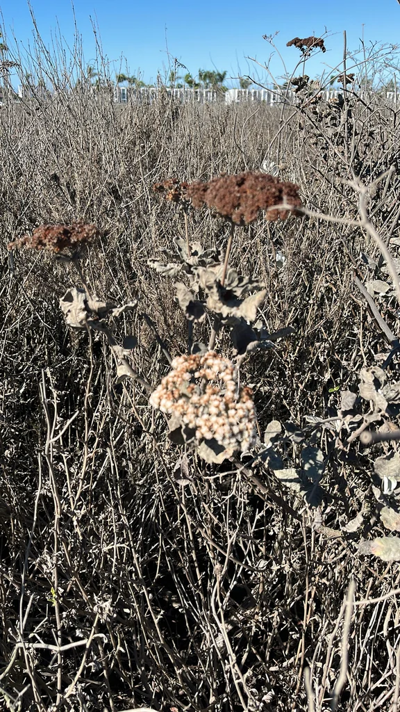 Eriogonum Giganteum