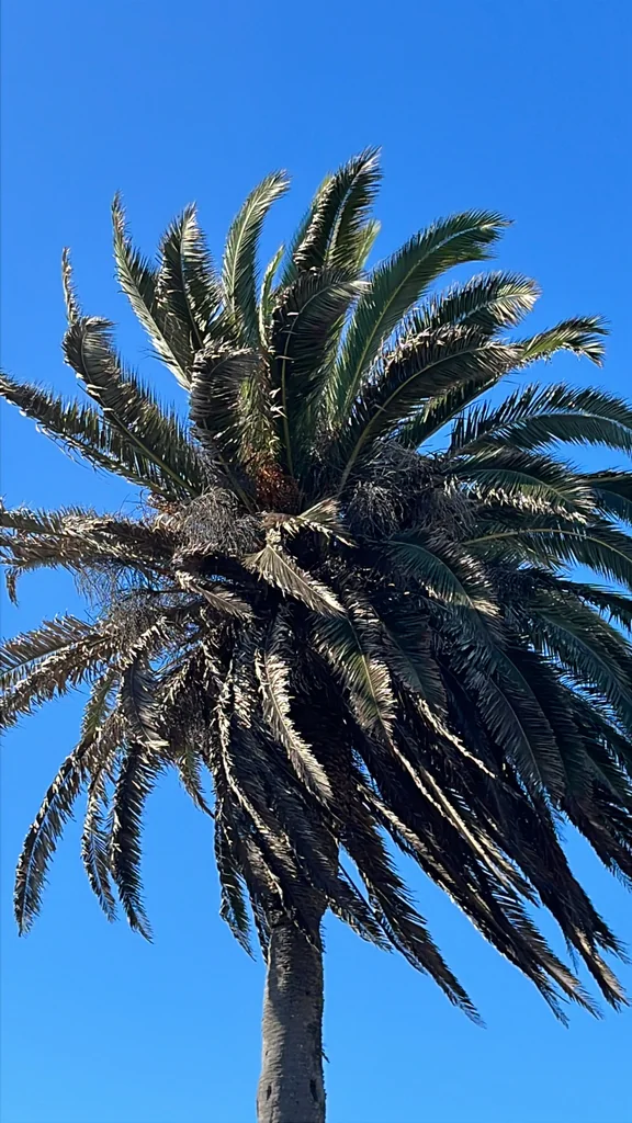 Phoenix Canariensis