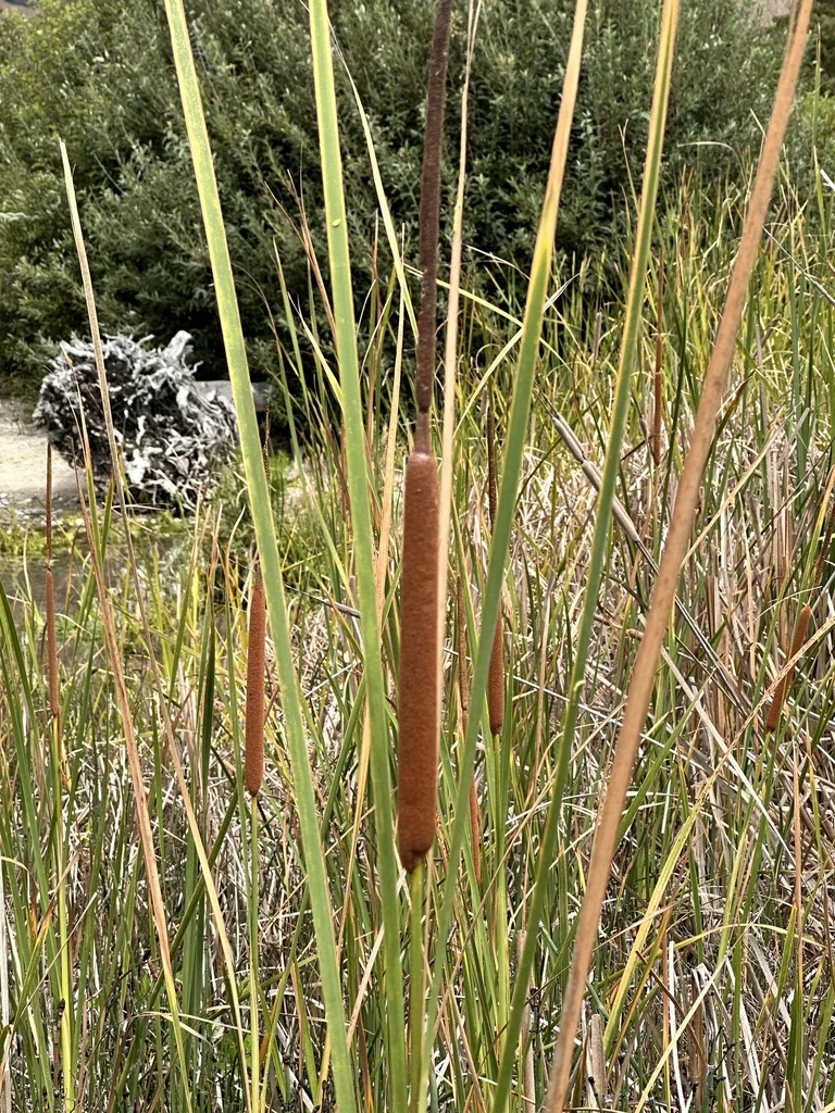 Typha Domingensis