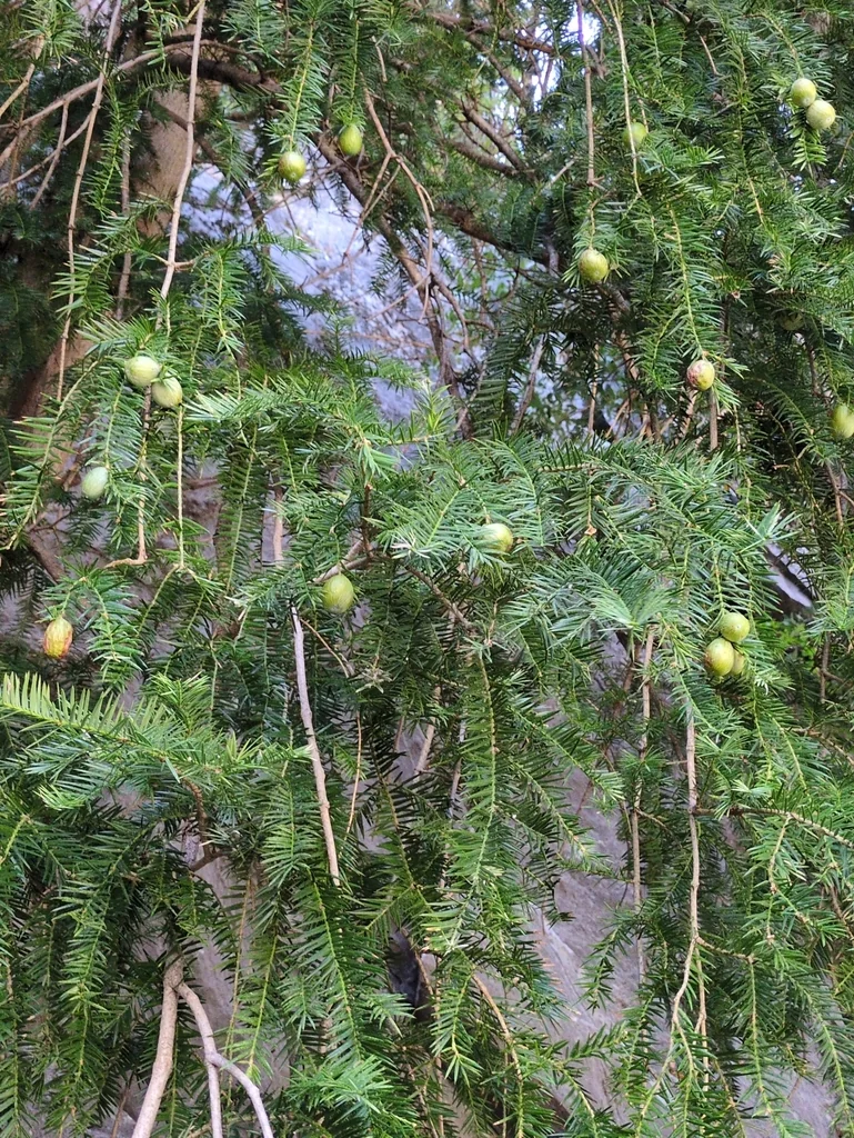 Torreya Californica