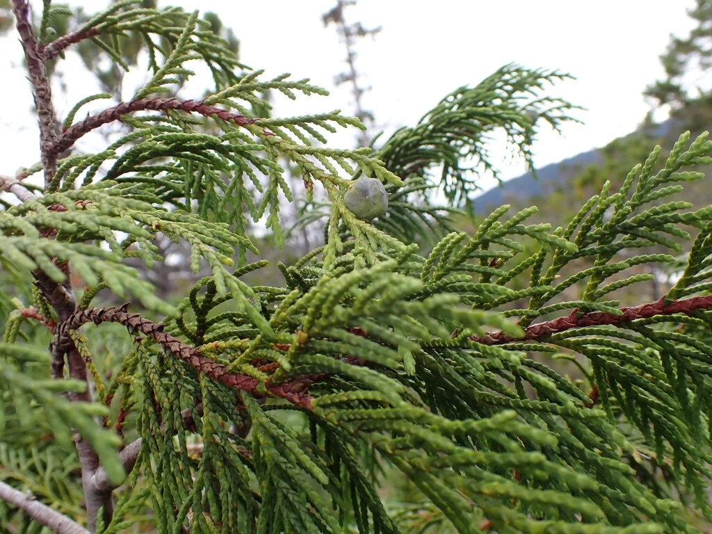 Callitropsis Nootkatensis