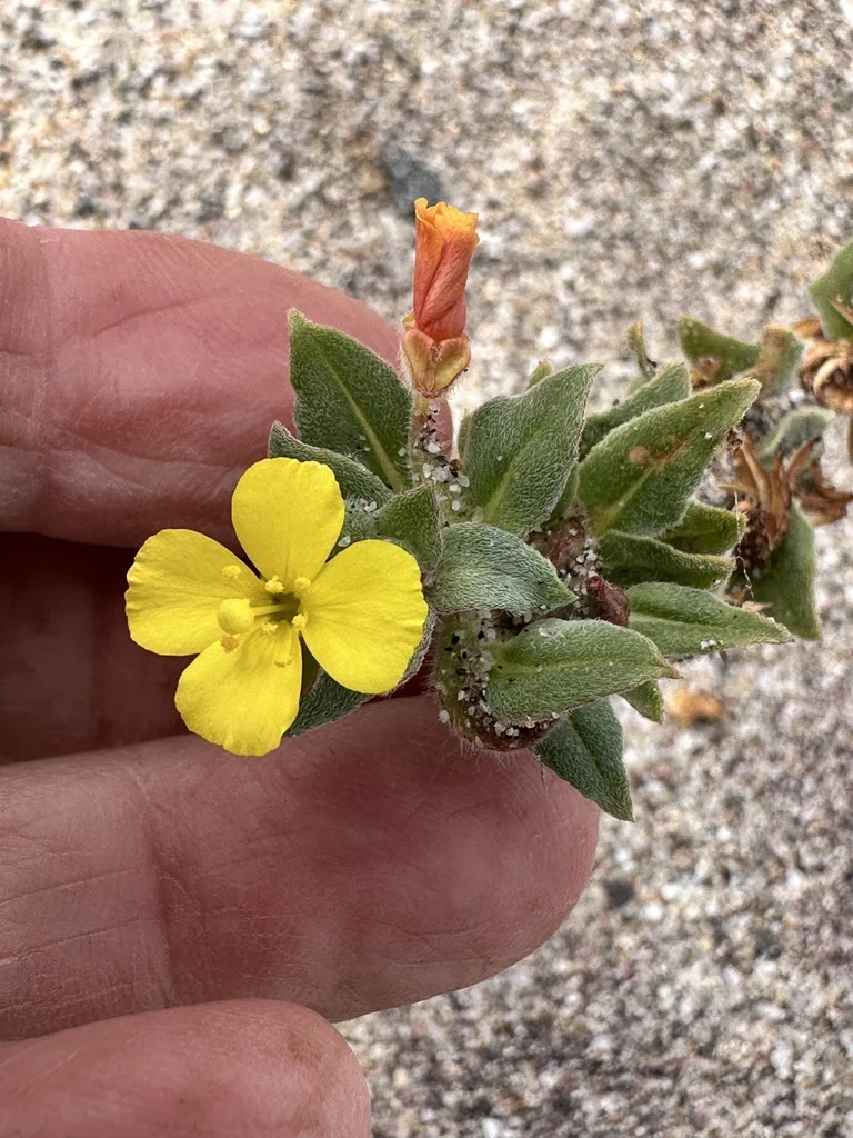 Camissonia Cheiranthifolia