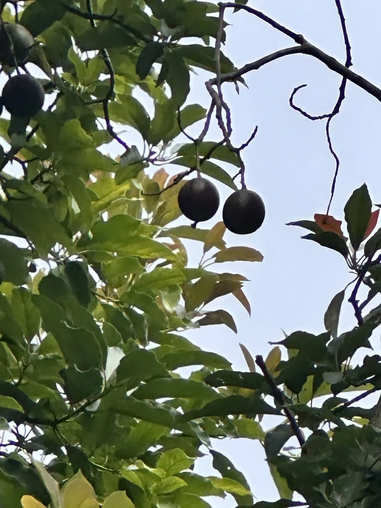 Persea Americana