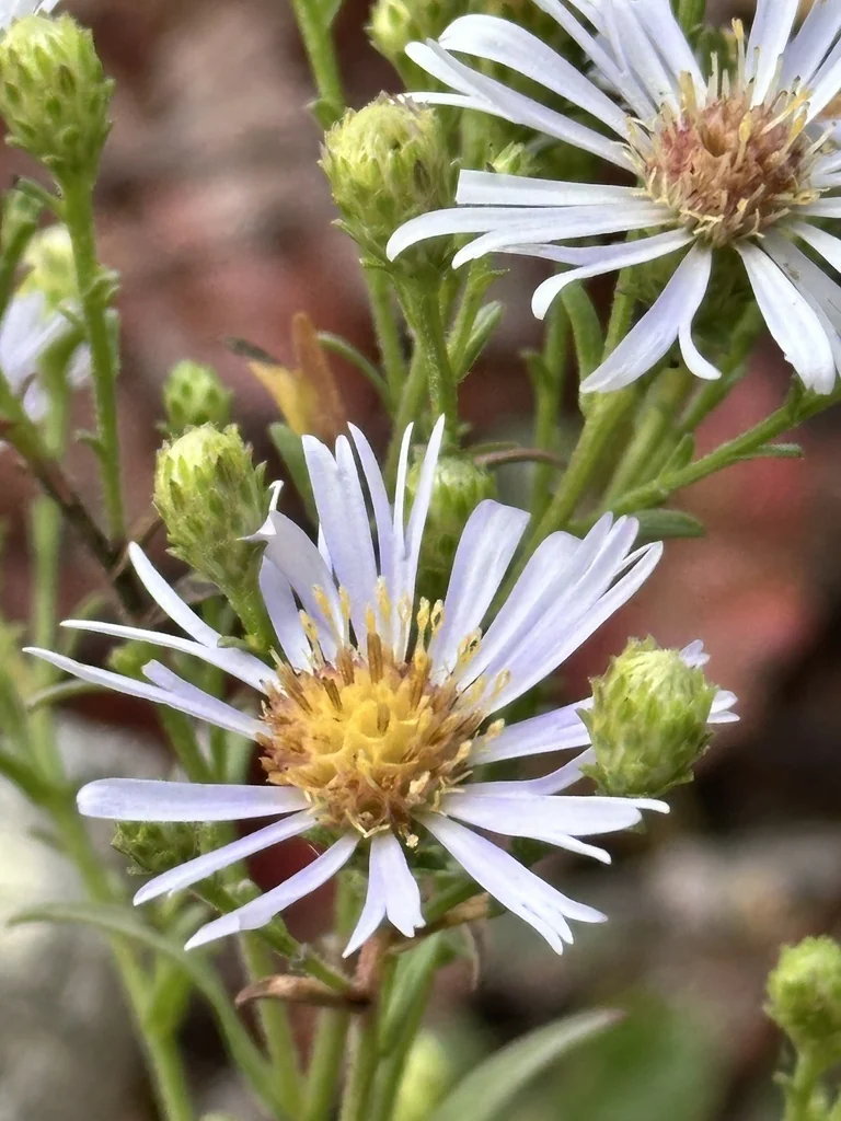 Symphyotrichum Chilense