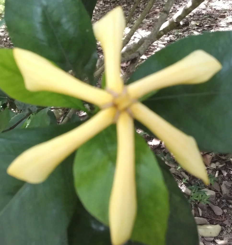 Gardenia Jasminoides