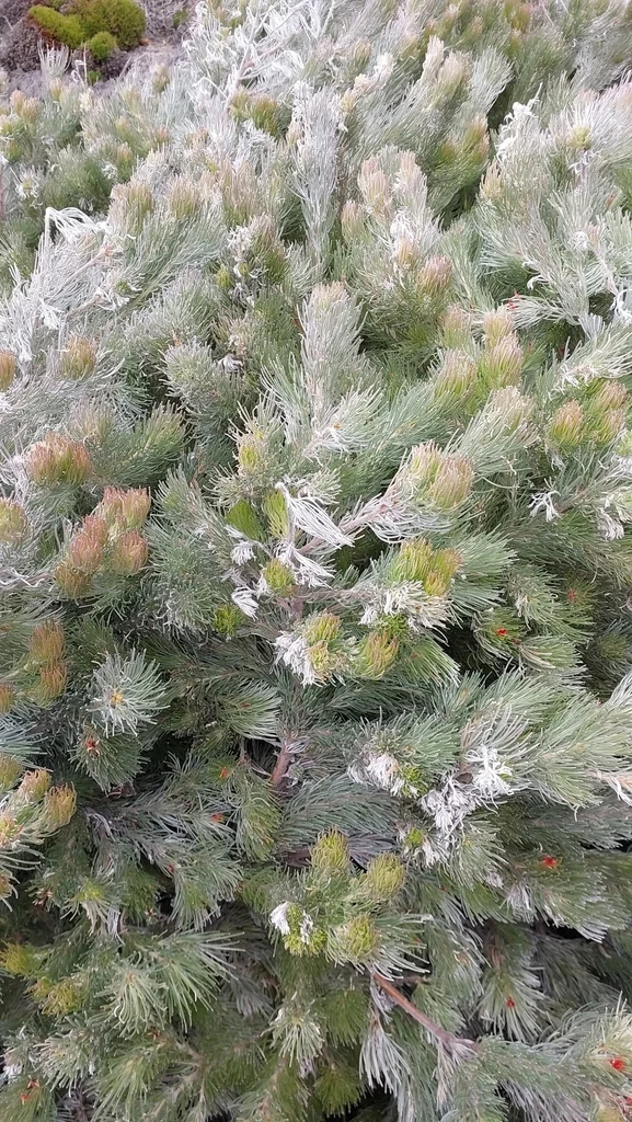 Adenanthos Sericeus