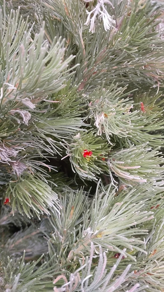 Adenanthos Sericeus