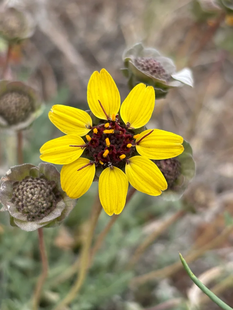 Berlandiera Lyrata