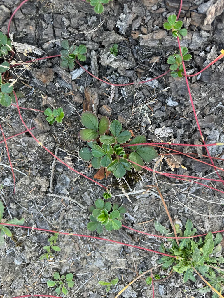 Fragaria chiloensis