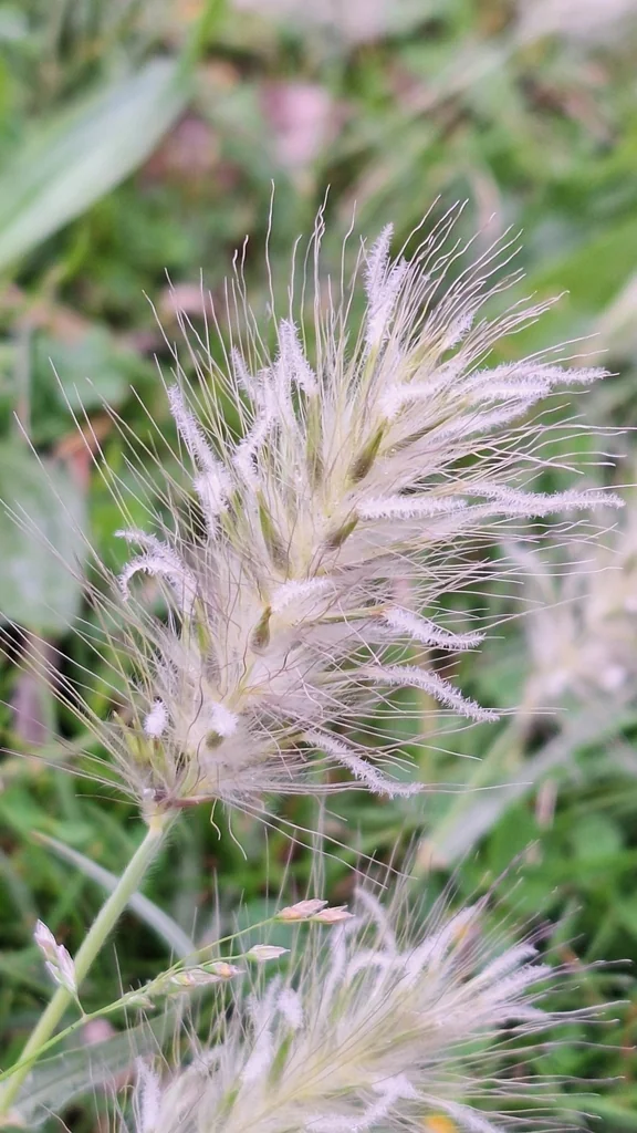 Pennisetum Villosum