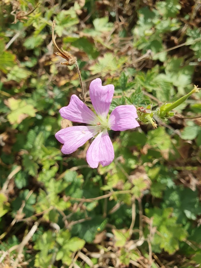 Geranium Endressii