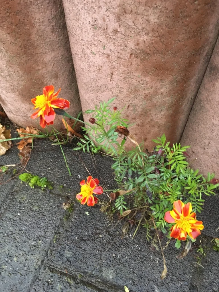 Tagetes Patula