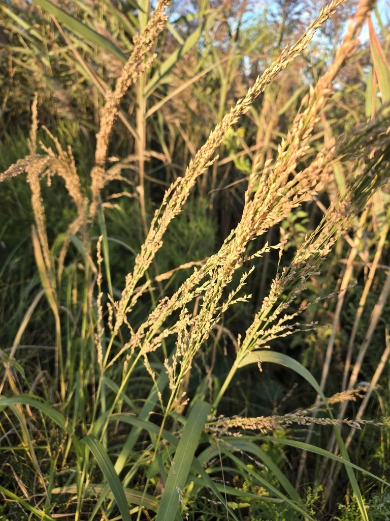 Panicum Amarum