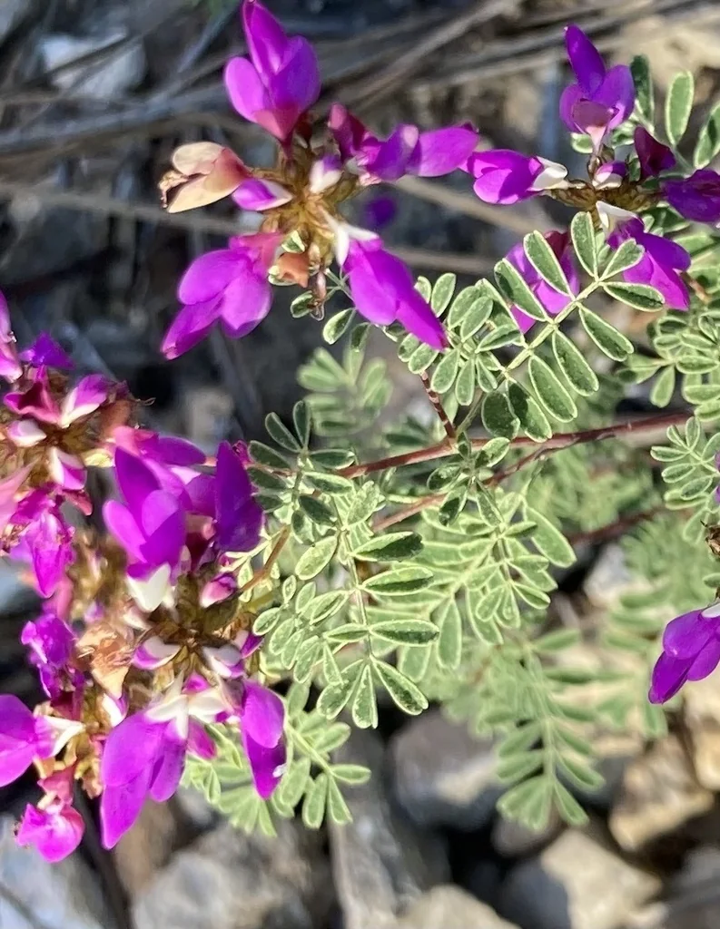 Dalea Frutescens