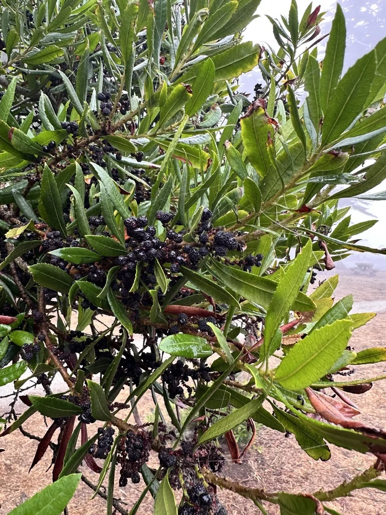 Myrica Californica