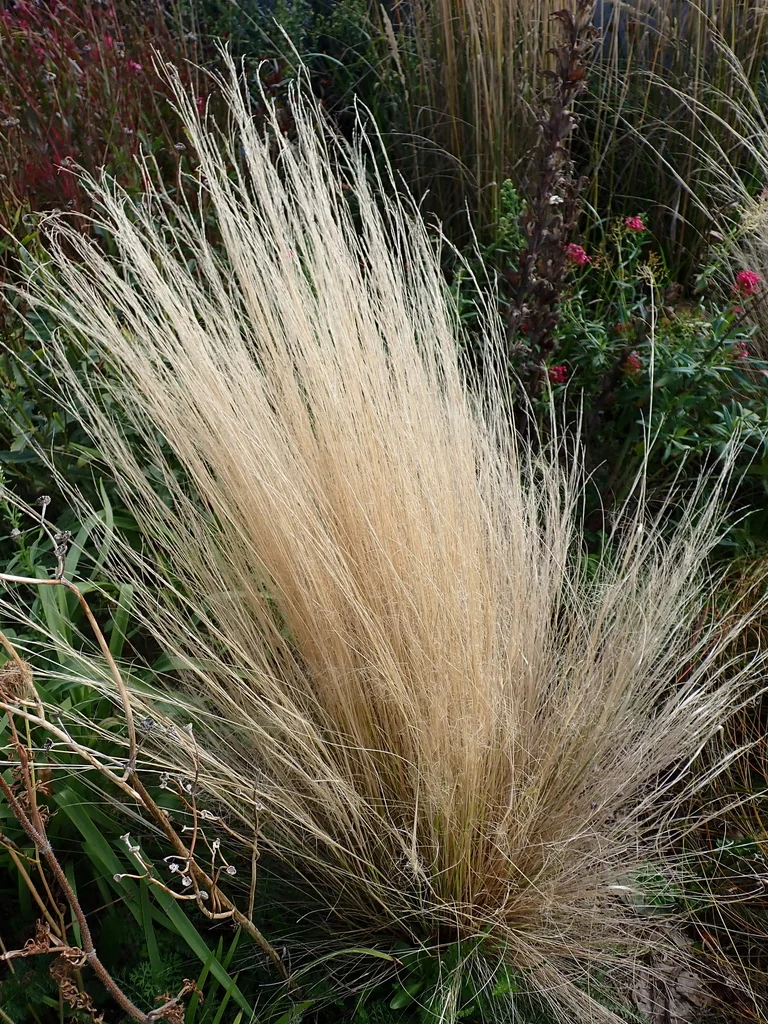 Nassella Tenuissima