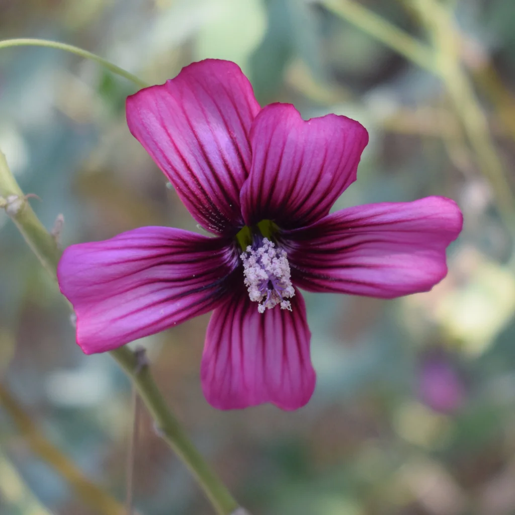 Lavatera Assurgentiflora