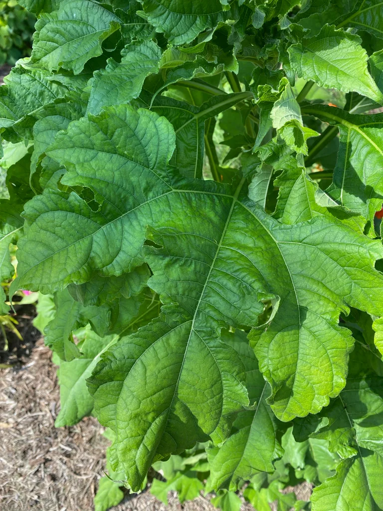 Tithonia Rotundifolia