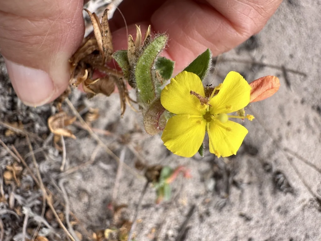 Camissonia Cheiranthifolia
