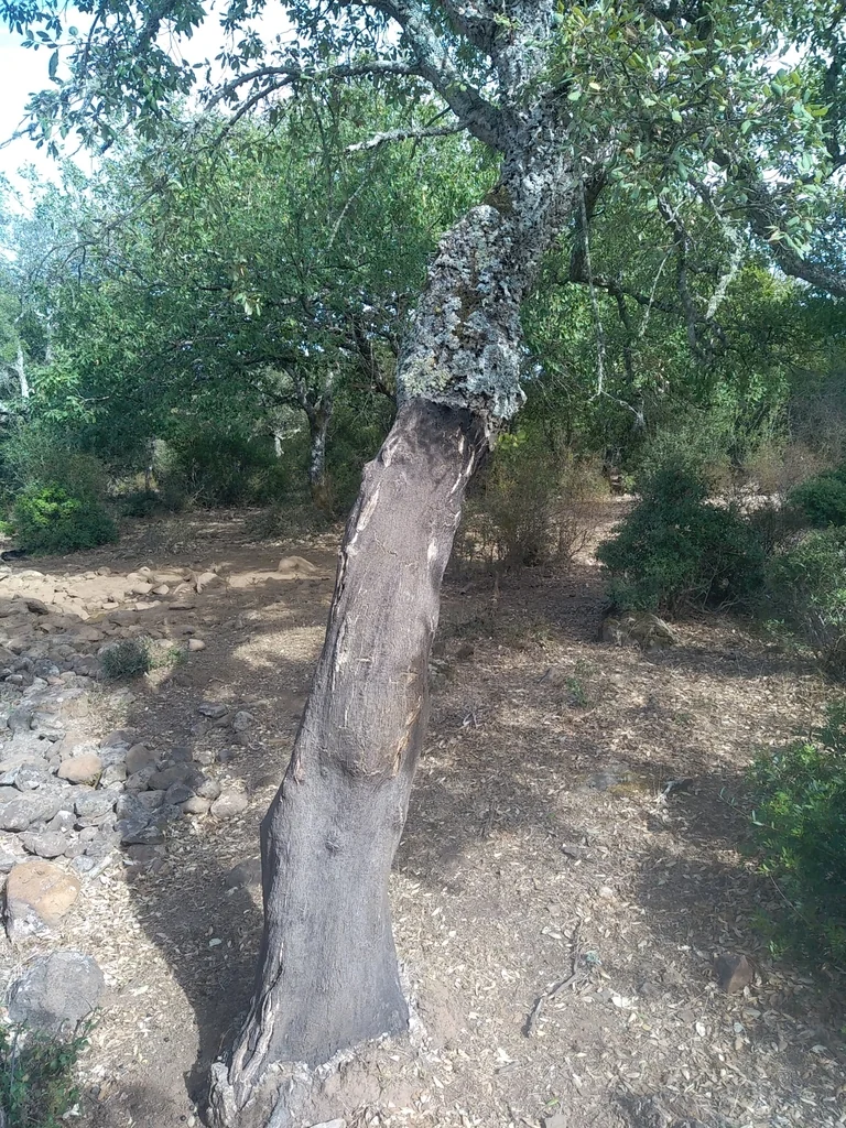 Quercus Suber