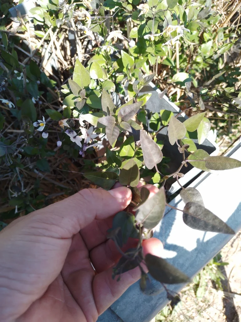 Solanum Laxum