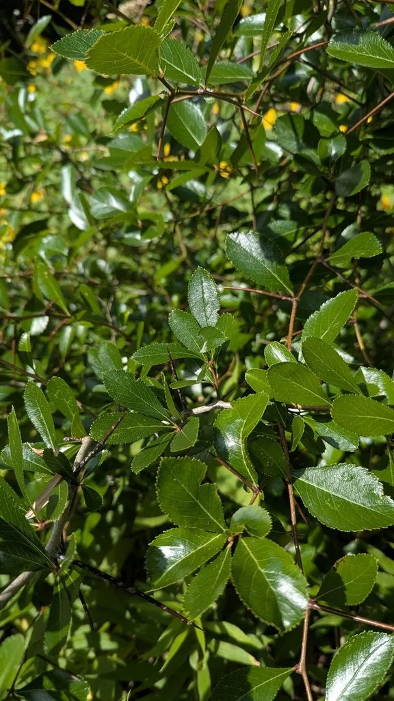 Crataegus Crus-Galli