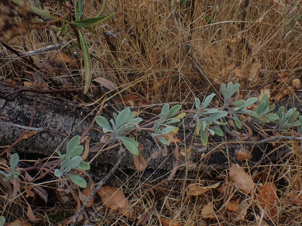 Salvia Sonomensis