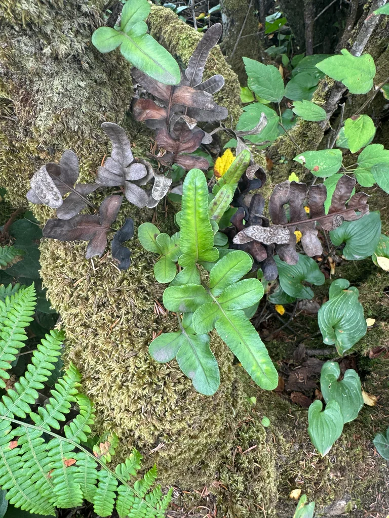 Polypodium Scouleri