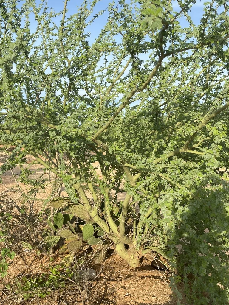 Parkinsonia Praecox