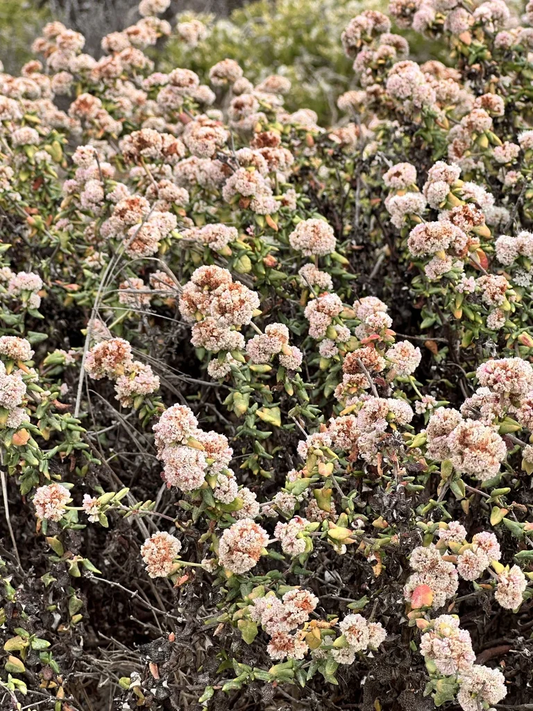 Eriogonum parvifolium