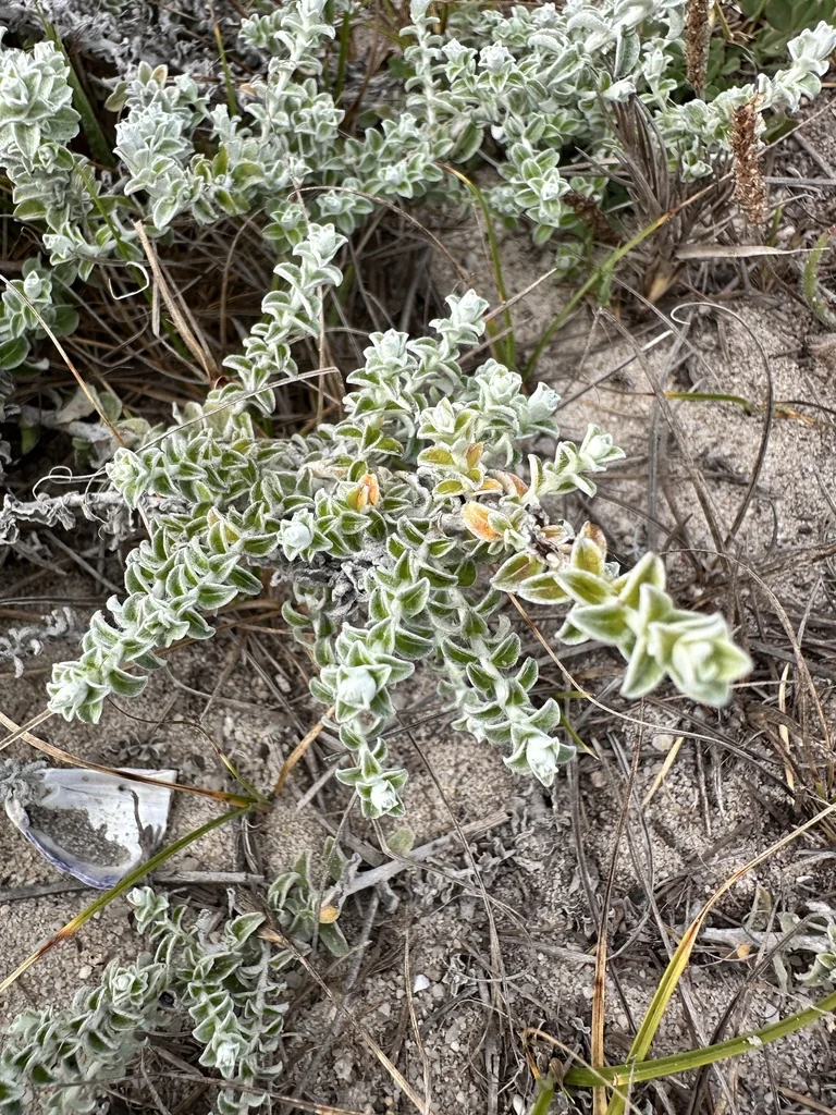 Plecostachys Serpyllifolia