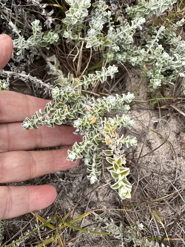 Plecostachys Serpyllifolia