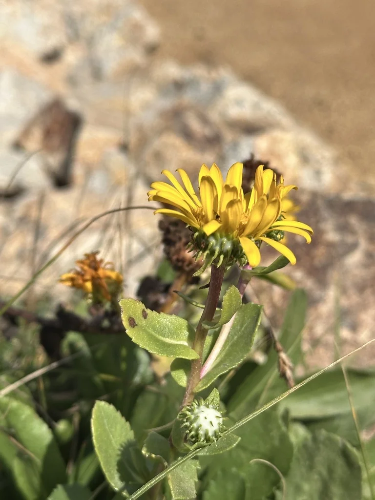Grindelia stricta