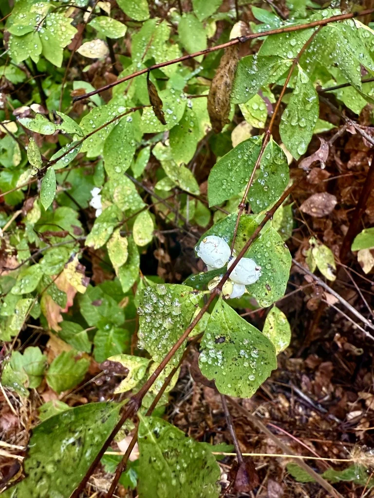 Symphoricarpos Albus Var. Laevigatus