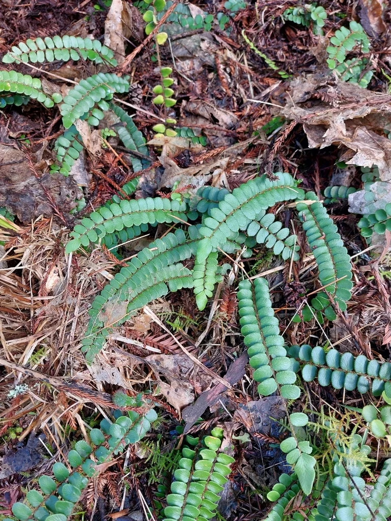 Pellaea Rotundifolia